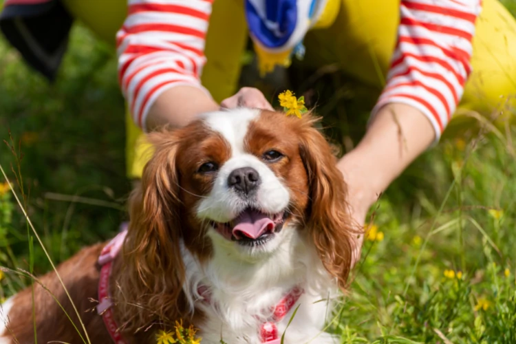 Emotional support dogs are trained to help people who have mental illness or disabilities. They provide comfort, companionship, and assistance when needed.