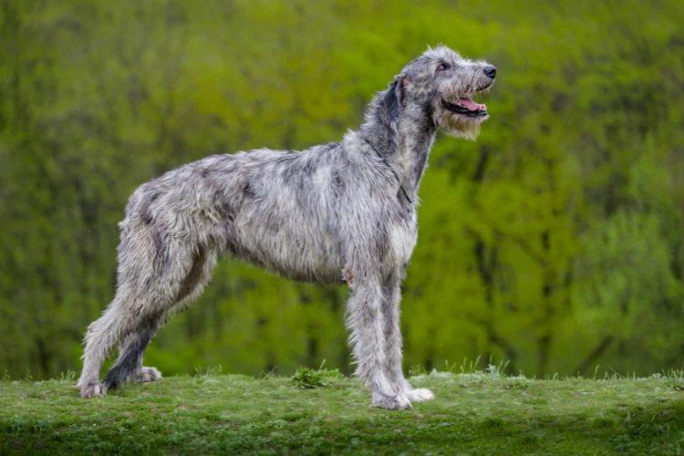 Emotional support dogs are trained to help people who have mental illness or disabilities. They provide comfort, companionship, and assistance when needed.