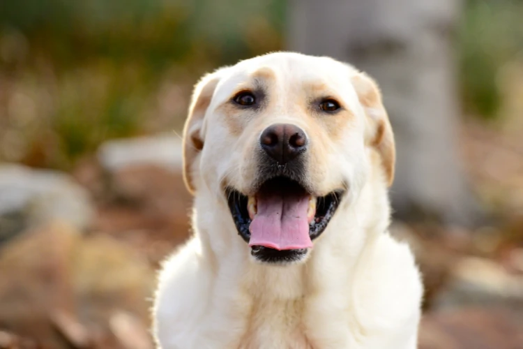 Emotional support dogs are trained to help people who have mental illness or disabilities. They provide comfort, companionship, and assistance when needed.