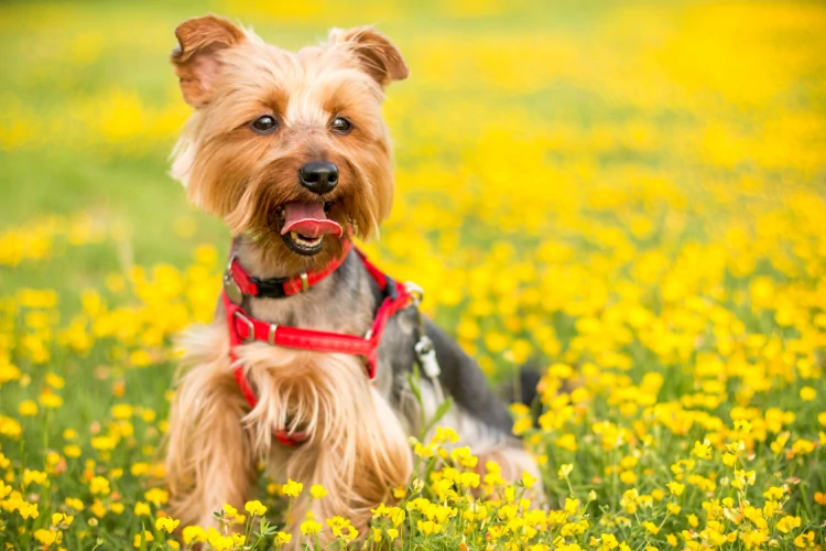 Emotional support dogs are trained to help people who have mental illness or disabilities. They provide comfort, companionship, and assistance when needed.